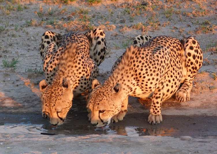 Cheetah Pair, Nxai Pan National Park 