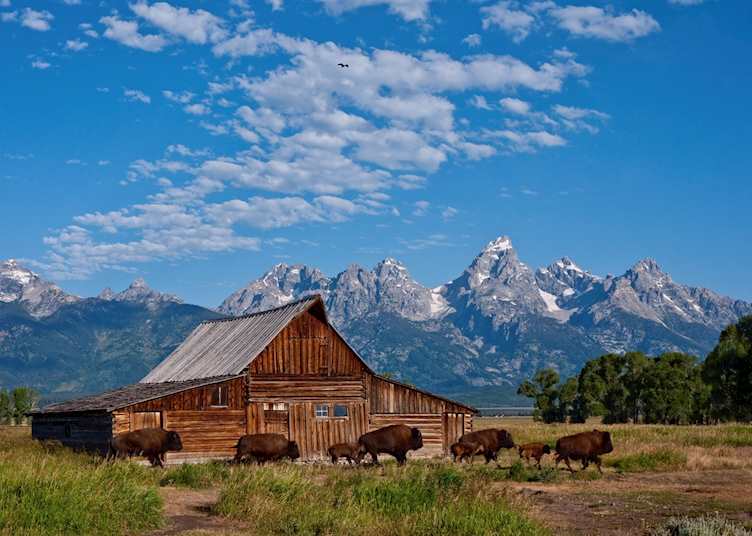 Bison in Grand Teton National Park