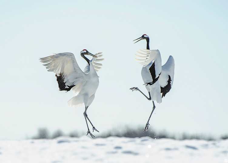 Japanese red-crowned crane courtship dance, Japan