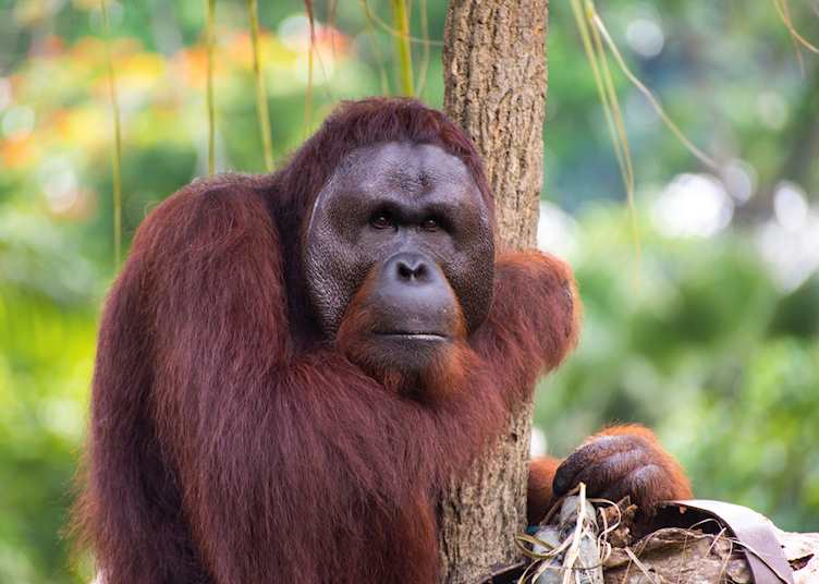 Orangutan, Sumatra, Indonesia