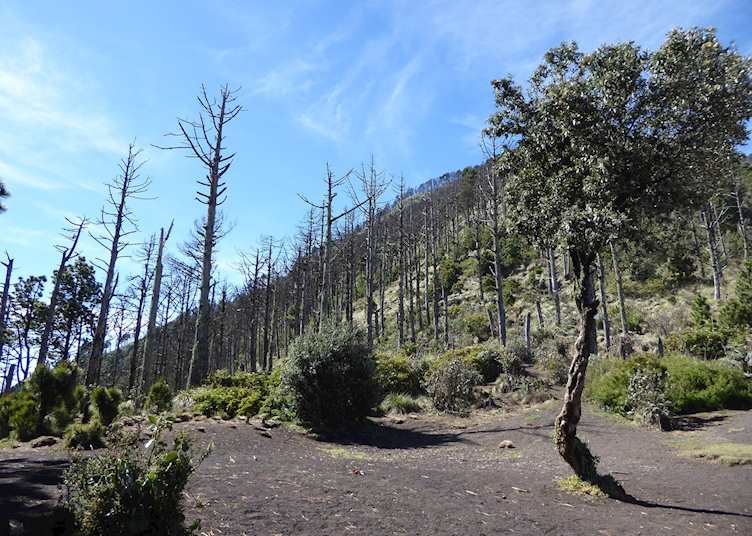 Dead pine forest on the Acatenango Volcano trail
