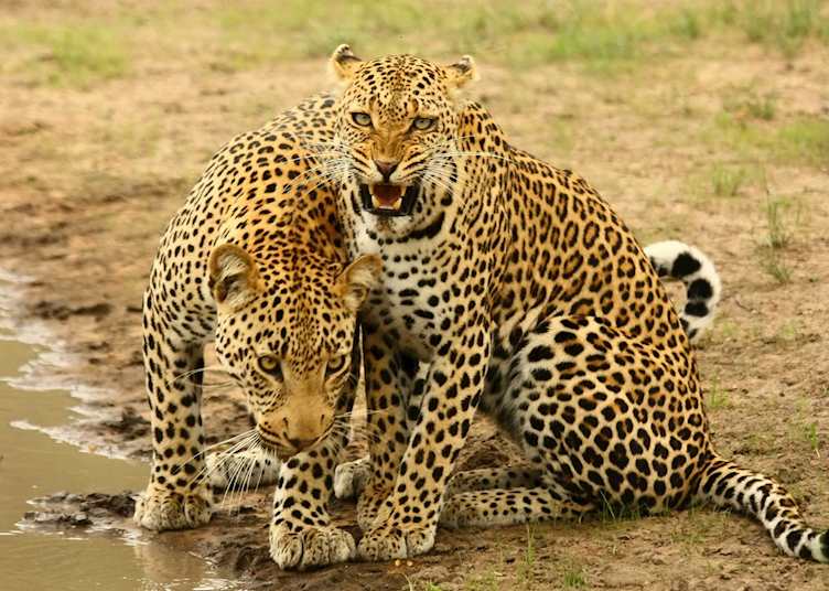 Game Viewing at Thornybush