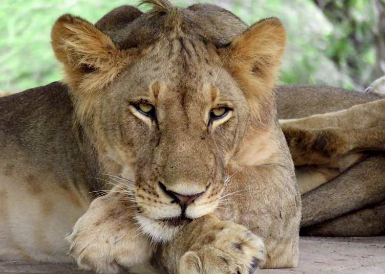 Lion cub, Selous Game Reserve