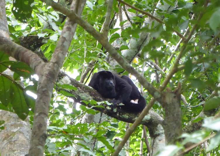 Howler monkey