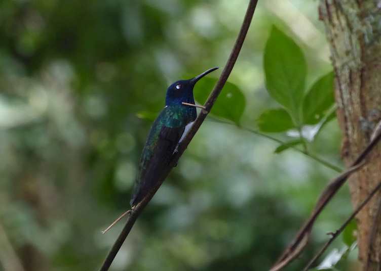 Humming-bird
