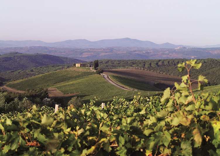Capanna vineyards, Rosewood Castiglion del Bosco, Montalcino