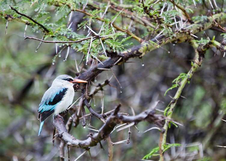 Woodland Kingfisher