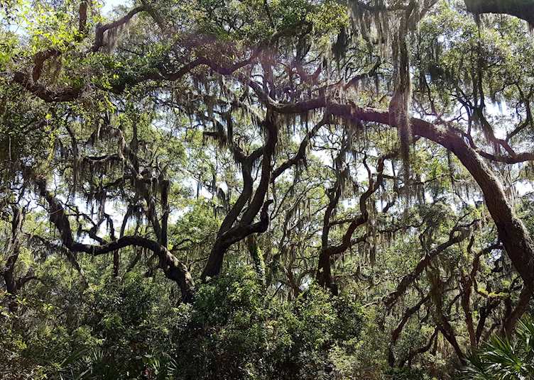 Live oak trees and Spanish moss