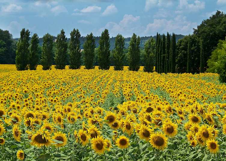 Sunflowers, Tuscany