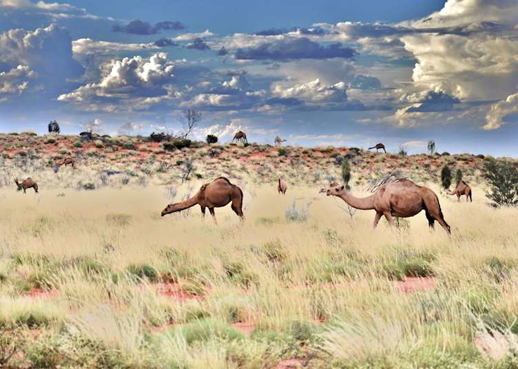 Camels at Uluru
