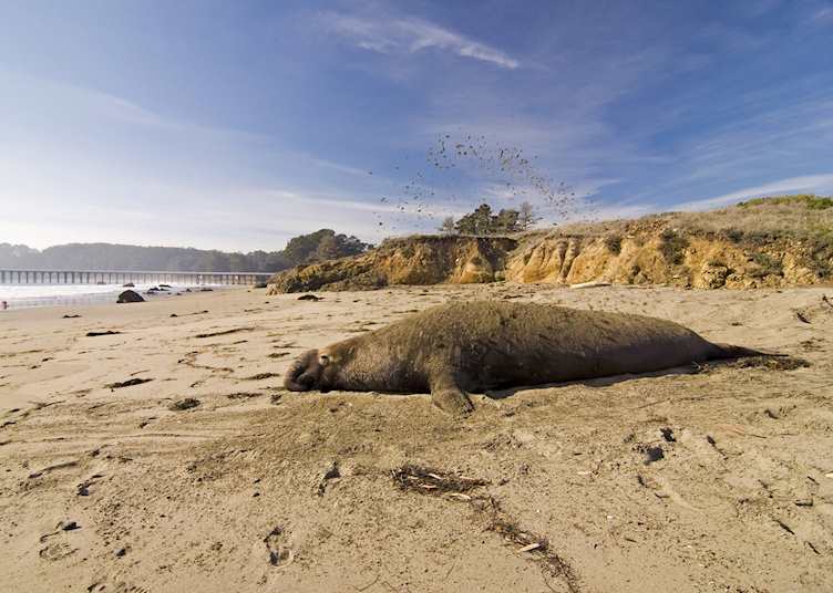 Elephant seal at Point Piedras, Big Sur