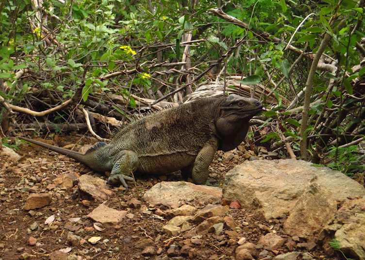 Iguana Trail, Guana Island