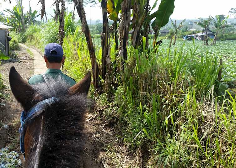 Munduk horse riding excursion