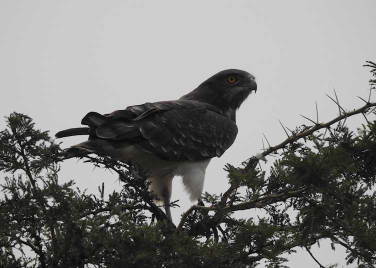 Black-chested snake eagle, Queen Elizabeth National Park, Uganda