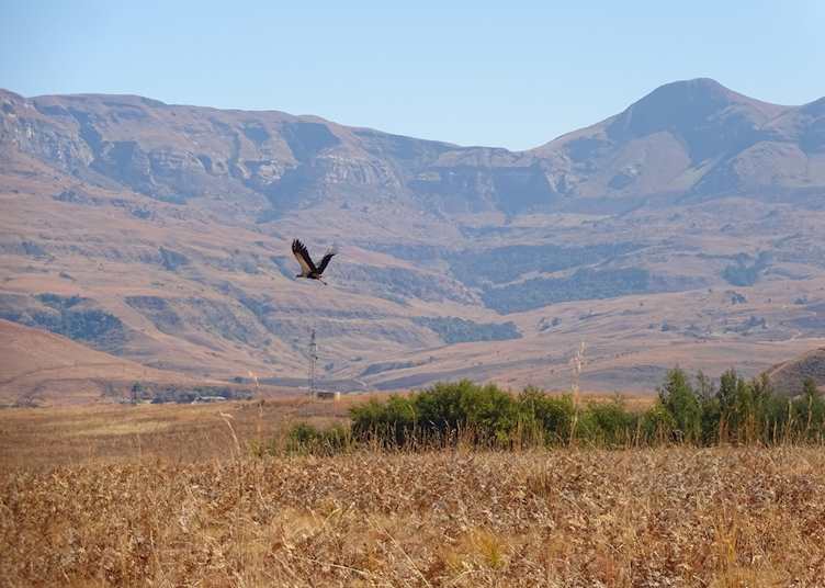Secretary bird, Montusi Mountain Lodge