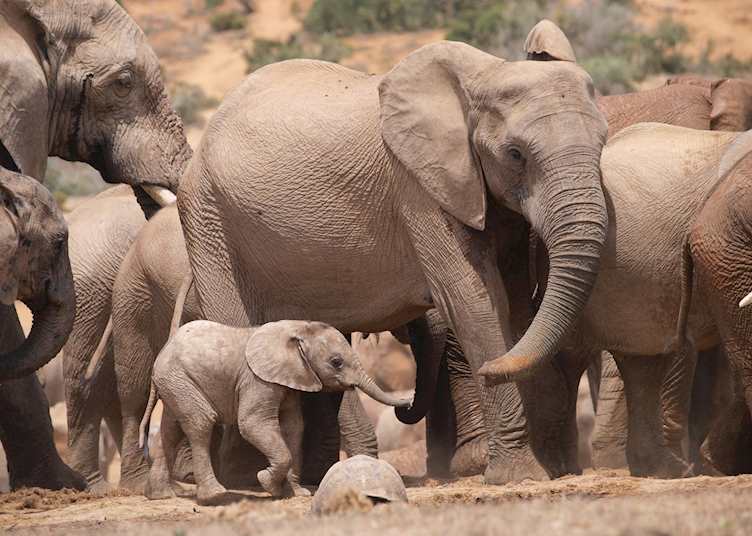 Elephant family in Addo Elephant Park