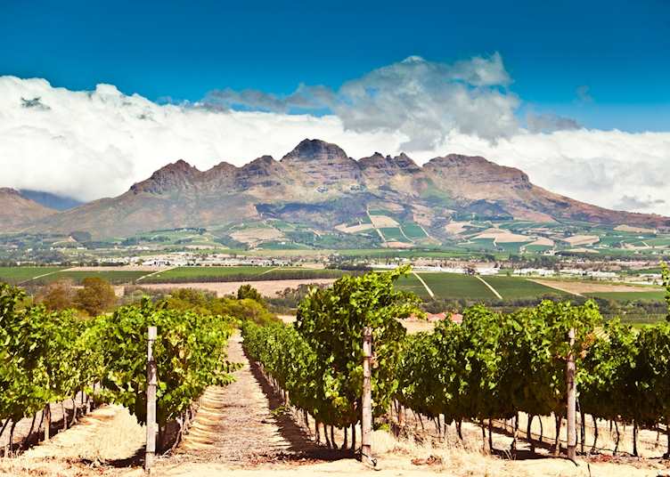 Vineyards in Stellenbosch
