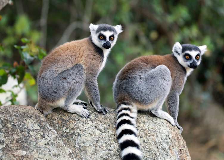 Ring-tailed lemur in Isalo National Park