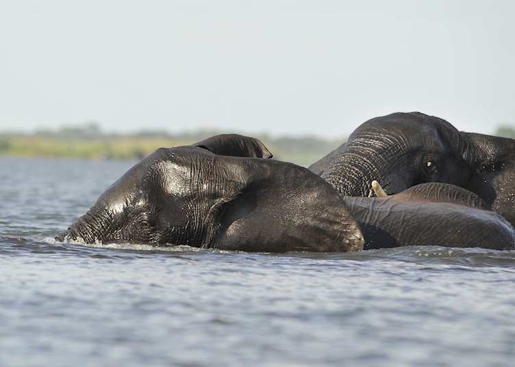 Elephant in the Linyanti
