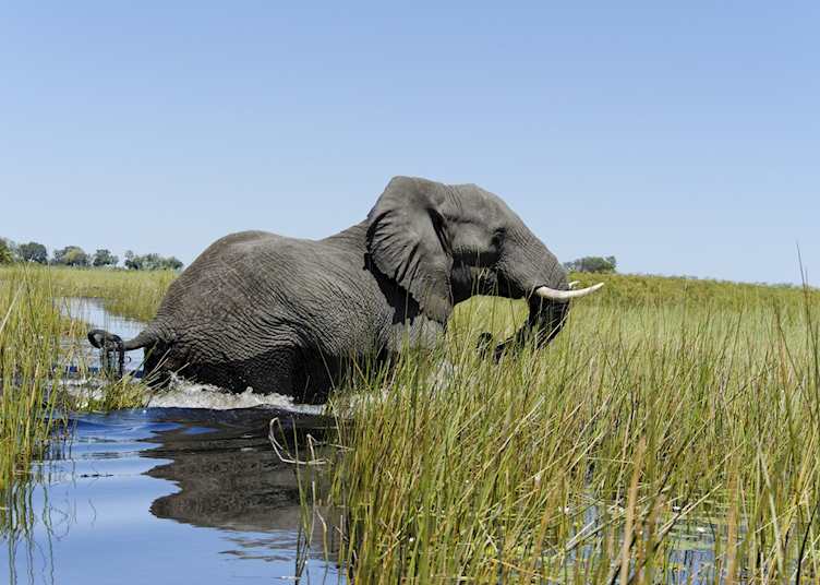 Elephant in the Okavango Delta