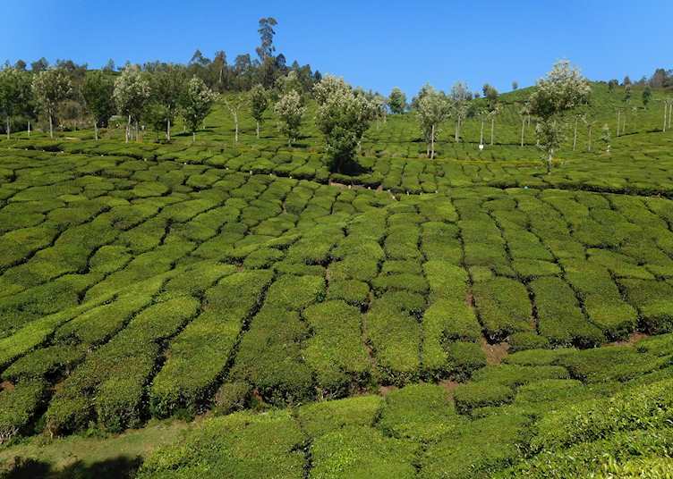 Tea plantations, Munnar