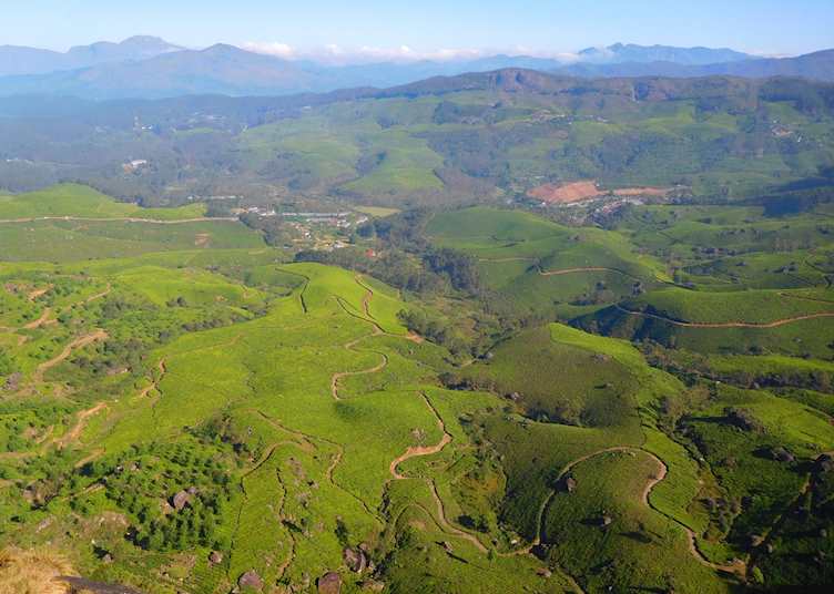 Tea plantations in Munnar