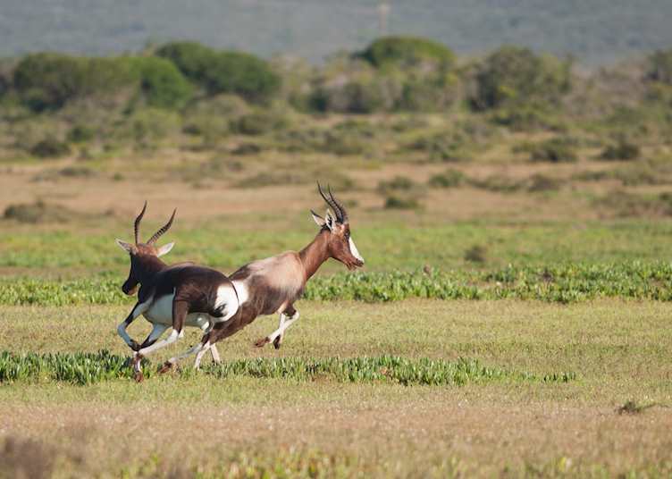 Blesbok at De Hoop Nature Reserve