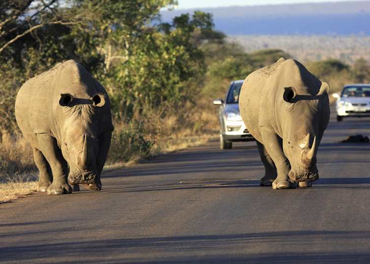 White rhino in the Kruger National Park
