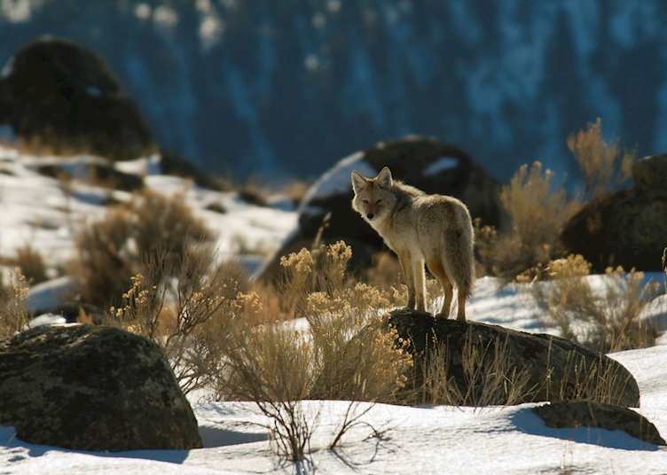 Wolf in Yellowstone National Park