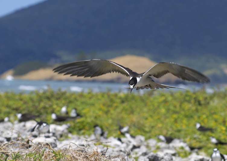 Sooty terns, Bird Island