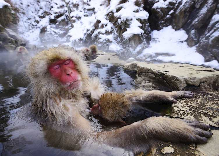 Snow monkeys of Yudanaka