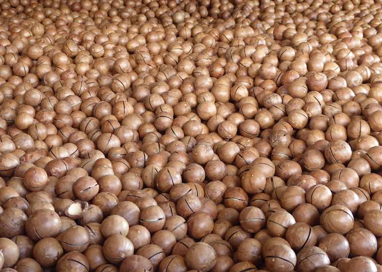 Macadamia nuts, Doi Chang