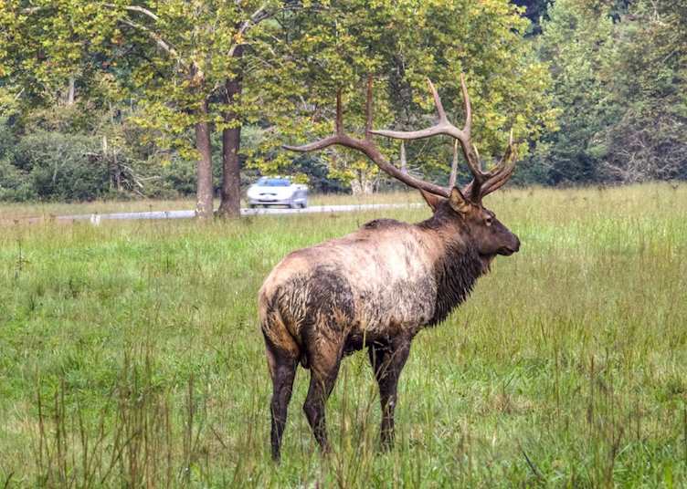 Deer at the Great Smoky Mountains