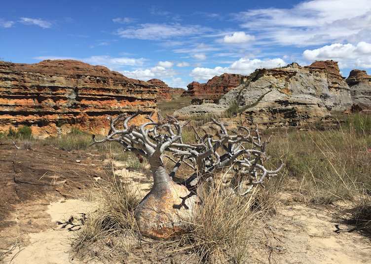 Pachypodium in Isalo