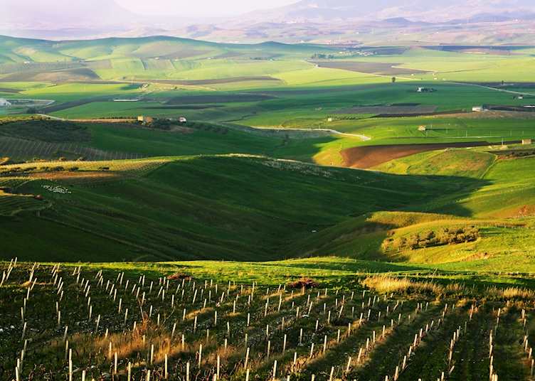Vineyard, Marsala
