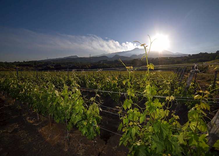 Vineyard, Mount Etna