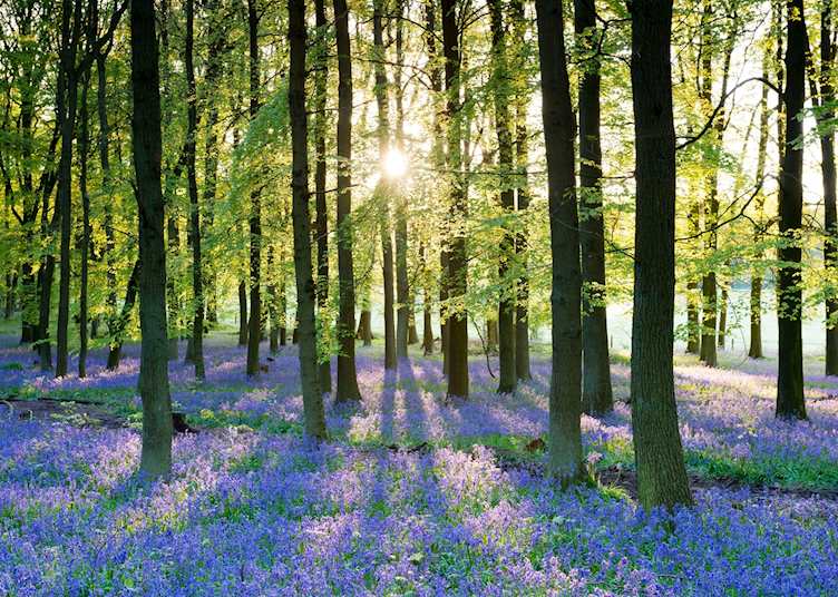 Bluebell flowers, Cotswolds