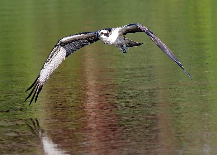 Osprey in the Cairngorms