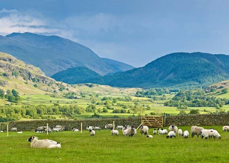 Lake District sheep