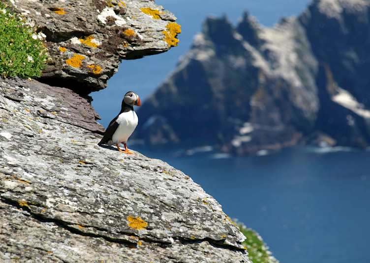 Puffin in Ireland