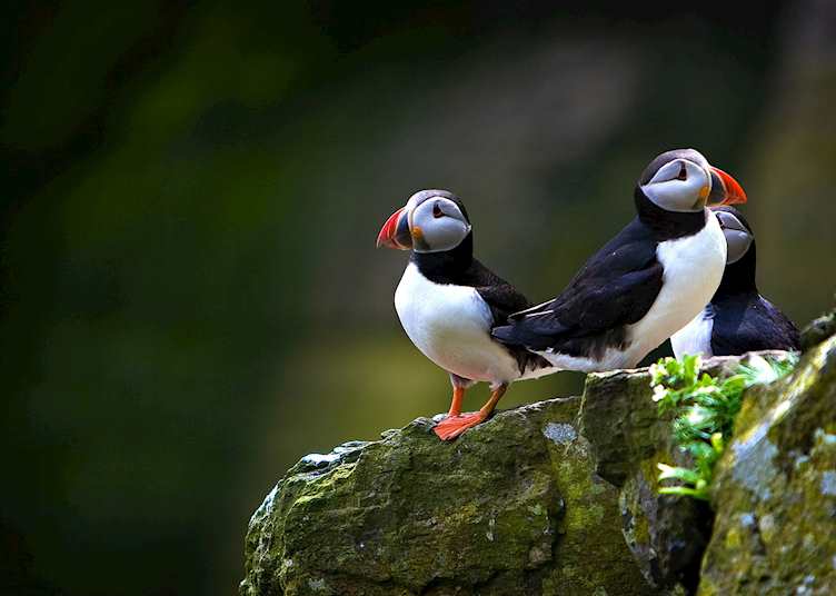 Puffins in Ireland