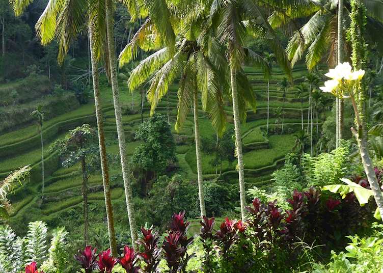 Rice terraces outside of Ubud