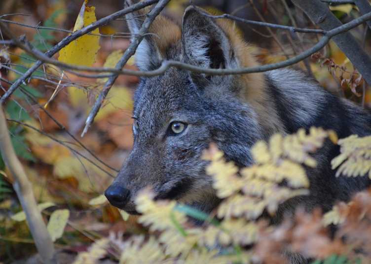 Wolf in Algonquin Provincial Park