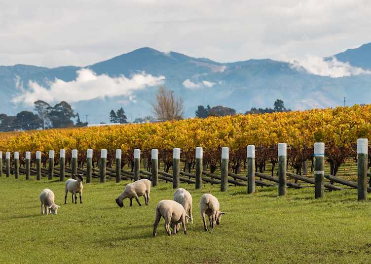 Sheep grazing a vineyard in Blenheim