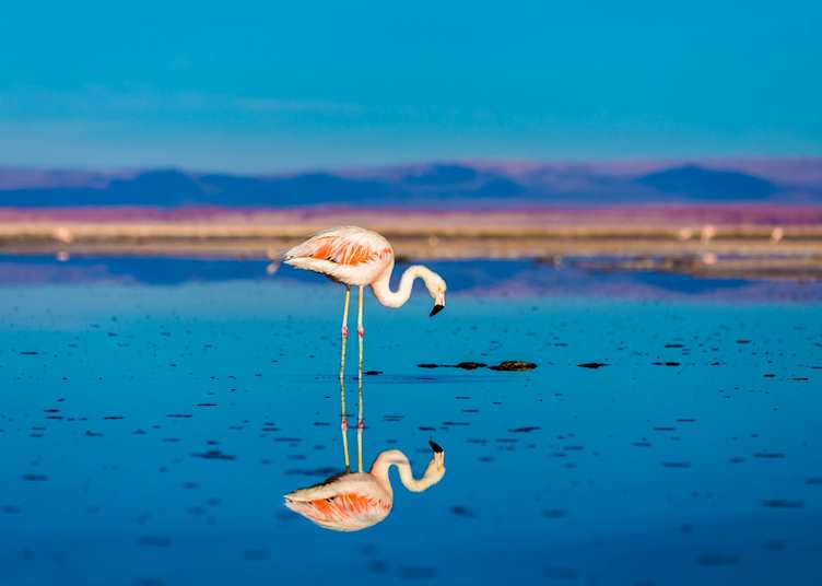 Atacama Desert, Chile