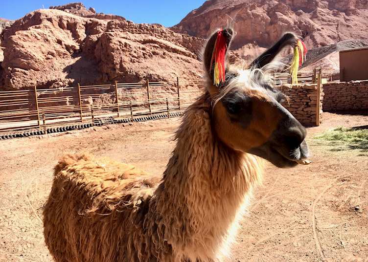 Alto Atacama - Llama Pen