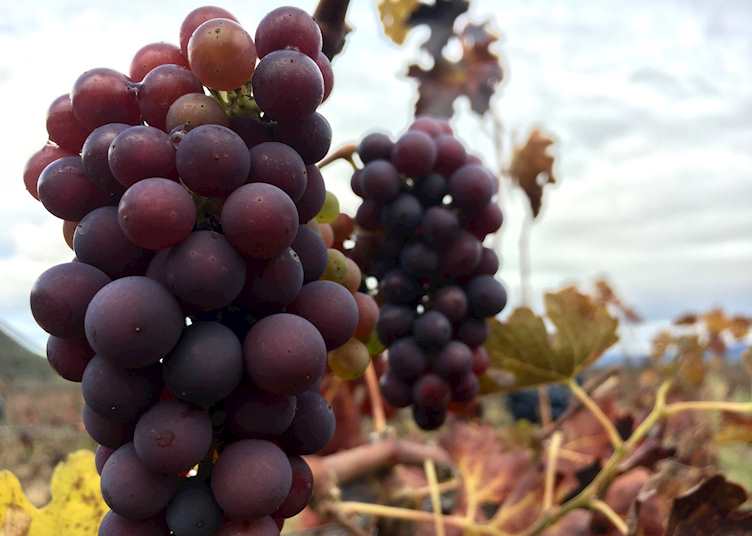 Colchague - Malbec Grapes