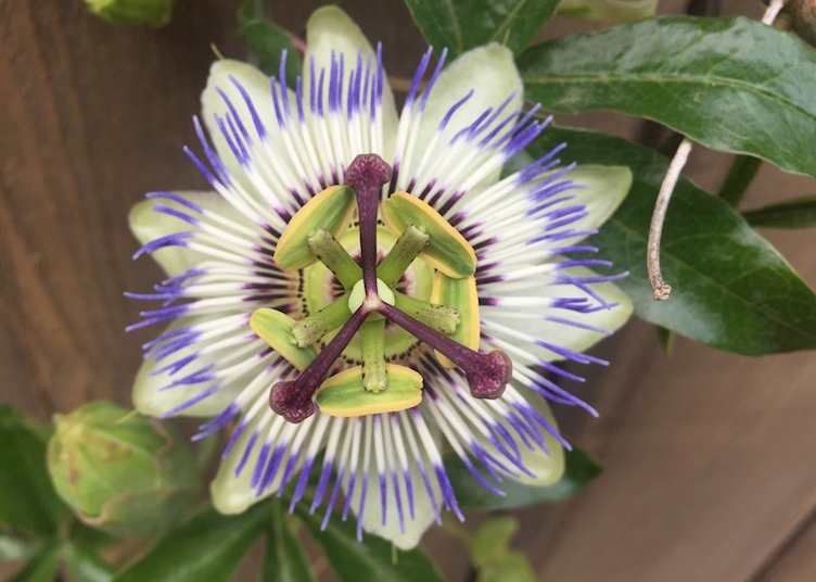 Close-up of a flower, Loire Valley