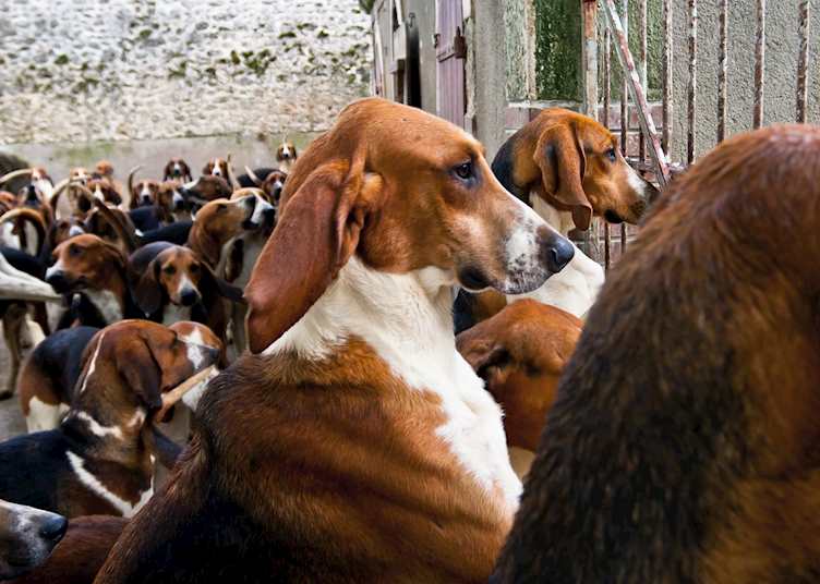 Hunting hounds at Châteaux de Cheverny, Loire Valley