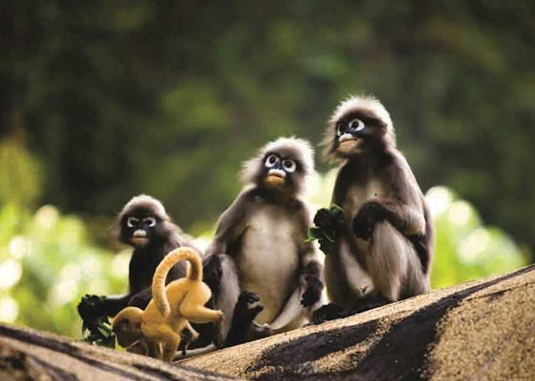 Spectacled Langur Family at Rayavadee, Krabi